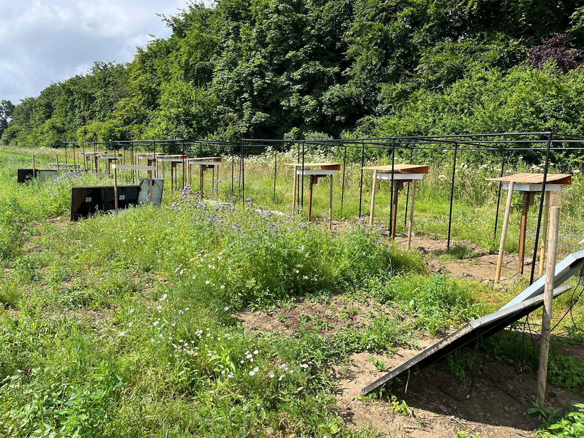 Field nests with netting removed.