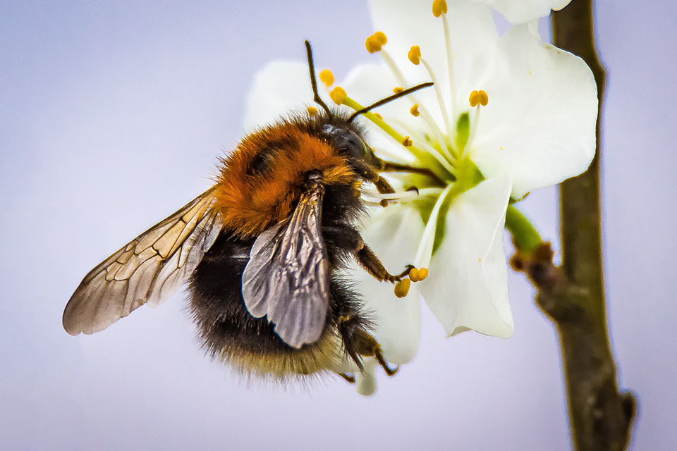 Bee on apple tree pollinating