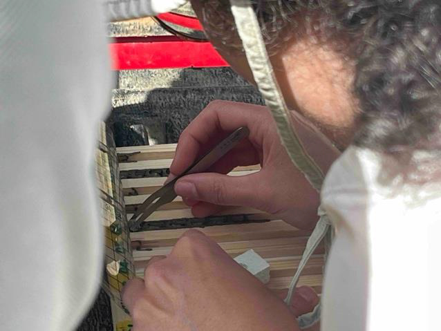 A scientist wearing goggles leaning over a sample of pollen balls with tweezers