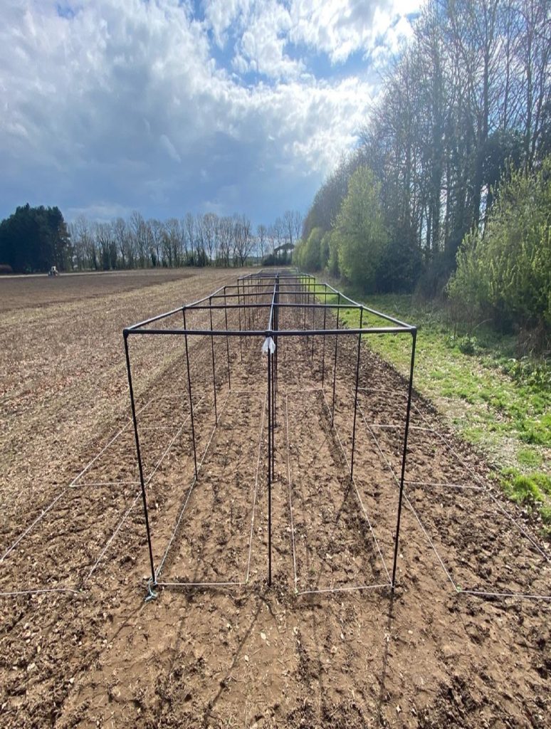 Metal fruit cages in a muddy field. The cages are metal cubes around 1 metre by 1 metre. On the ground the plot is marked out with string. A tractor can be seen in the background.