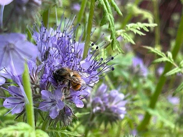 A mason bee on a Phacelia. The flower has purple petals and pollen stems extruding from the centre.