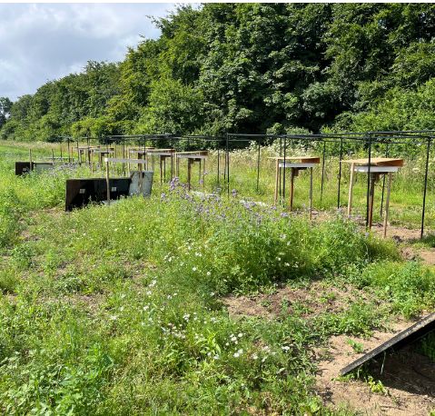 Nests in the field lab