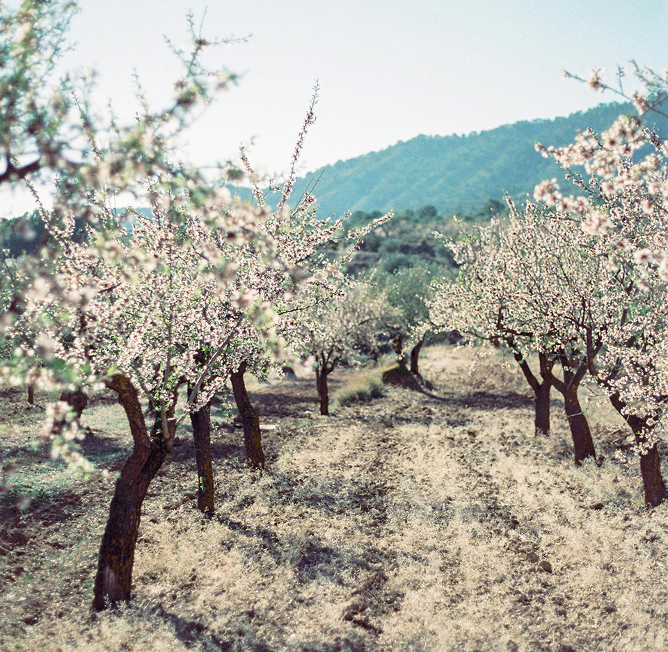 Apple trees in an orchard. In the background is a mountain.
