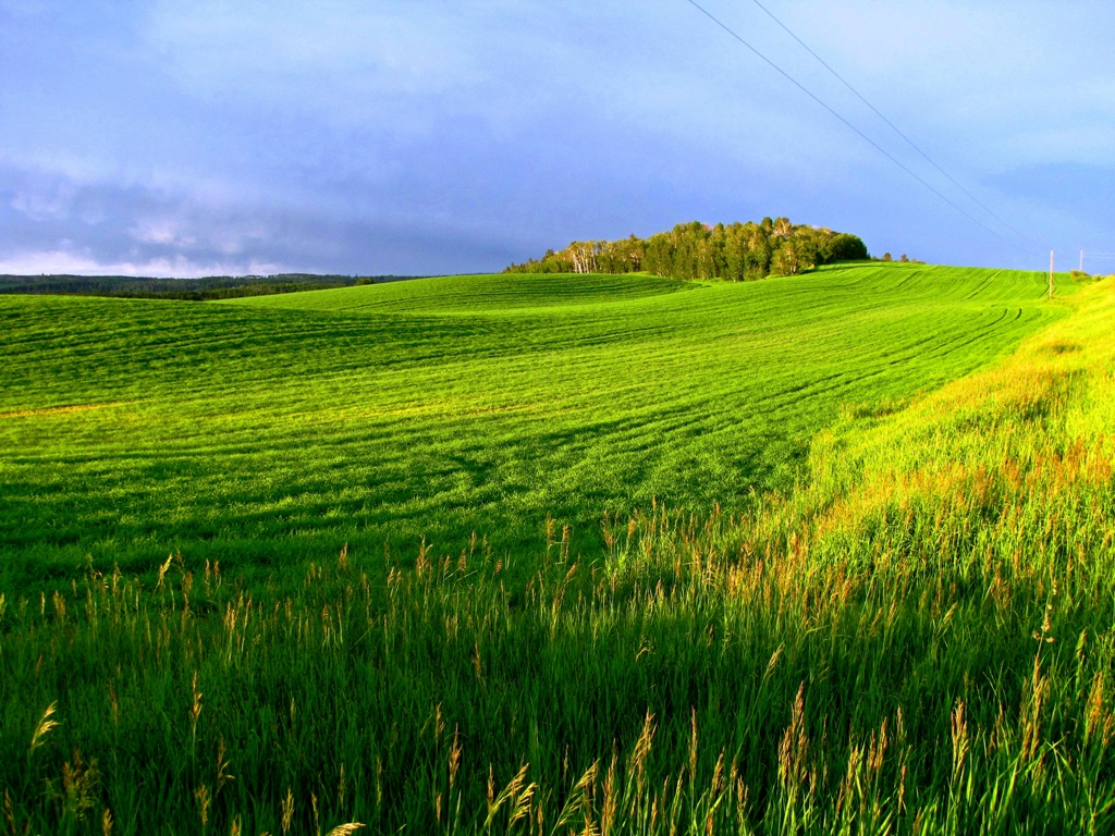 Rolling hill field of seed potatoes with a copse of trees in the background