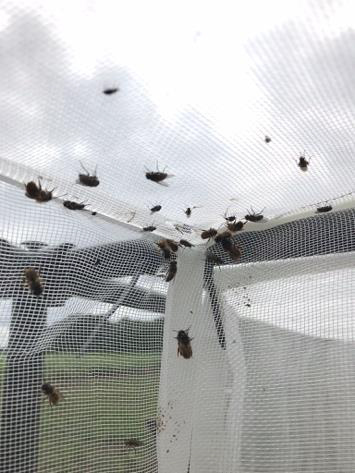 Mason bees inside the cages flying and walking on the netting.