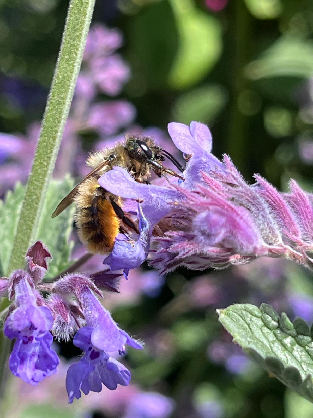 Osmia bicornis